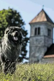 Sons of Bora movie poster