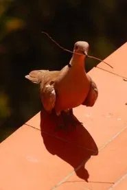 Hogar al Aire movie poster