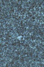 Zerzura movie poster