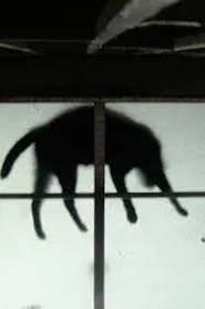 Poster do filme Scissors and the Cat