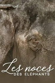 The wedding of the elephants movie poster