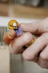 Poster da série We zien ons