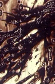 The Black Monk movie poster