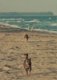 Poster do filme Sangha