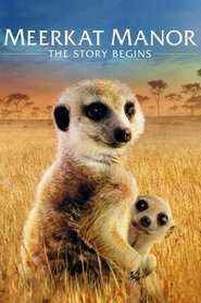Meerkat Manor: The Story Begins movie poster