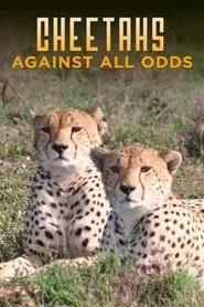 Poster do filme Cheetahs Against All Odds
