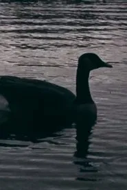 Fowl Play movie poster