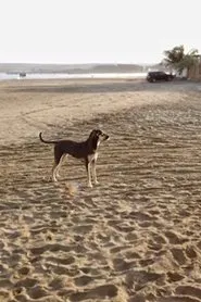 By the Sea movie poster