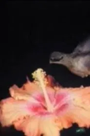 Birds of Paradise movie poster