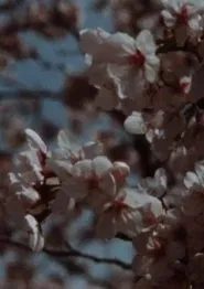 Sakura, Sakura movie poster