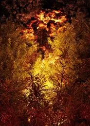 Firewalk movie poster