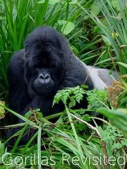 Poster do filme Gorillas Revisited with Sir David Attenborough