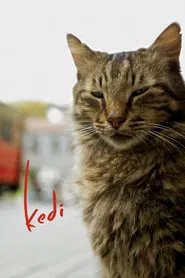 Kedi movie poster