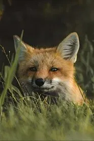 The Fox movie poster