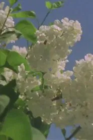 Light Study movie poster