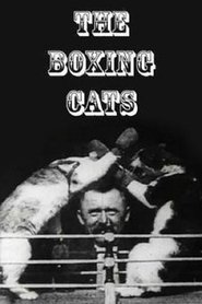 The Boxing Cats movie poster