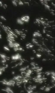 Poster do filme Silver Play