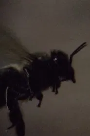 Those Animals That, at a Distance, Resemble Flies movie poster
