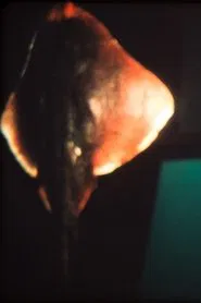 Dream of a Ray Fish movie poster