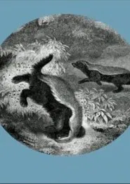 Poster do filme The Kiss of the Honey Badger