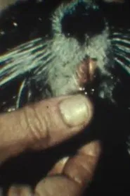 Fauna sudamericana N° 9: Nutria movie poster