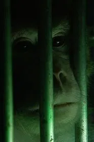 Monkeys, Rats and Me movie poster