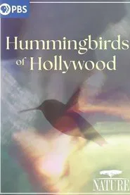 Hummingbirds of Hollywood movie poster