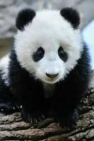 Panda Babies movie poster