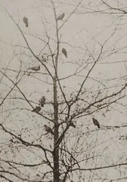 The Aviary movie poster