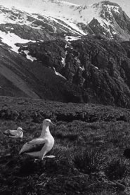 Shackleton South Georgia Birds movie poster