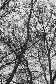 Conversations with a Koel Bird movie poster