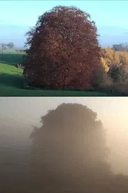 Beech Tree movie poster