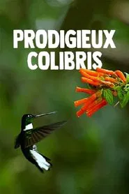 Hummingbirds: Magic in the Air movie poster