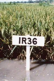 The Co-operators movie poster