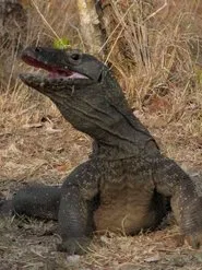 The Natural World--Komodo: The Deadly Bite tv show poster