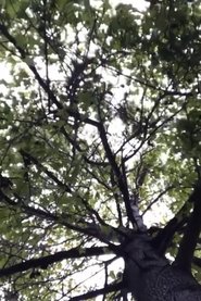 Poster do filme The Tree