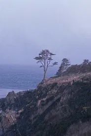 The Tree movie poster