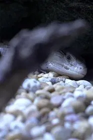 Shadow and Act movie poster