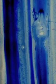 Nitro Cellulose movie poster