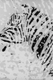 Zebra movie poster