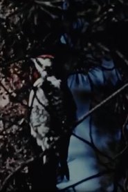 The Seasons movie poster