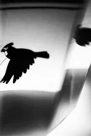 Miles & Kilometres movie poster