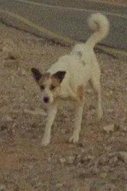 Poster do filme A Donkey