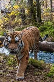 Tiger Trap movie poster