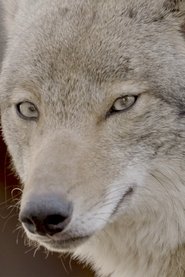 Coywolf movie poster