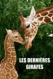Les Dernières Girafes movie poster