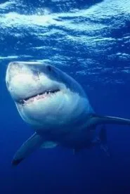 Great White Shark movie poster