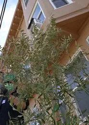 Olive for Steve movie poster