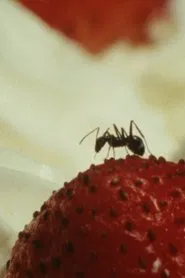 For Rest movie poster