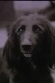 The Dog Was Running movie poster